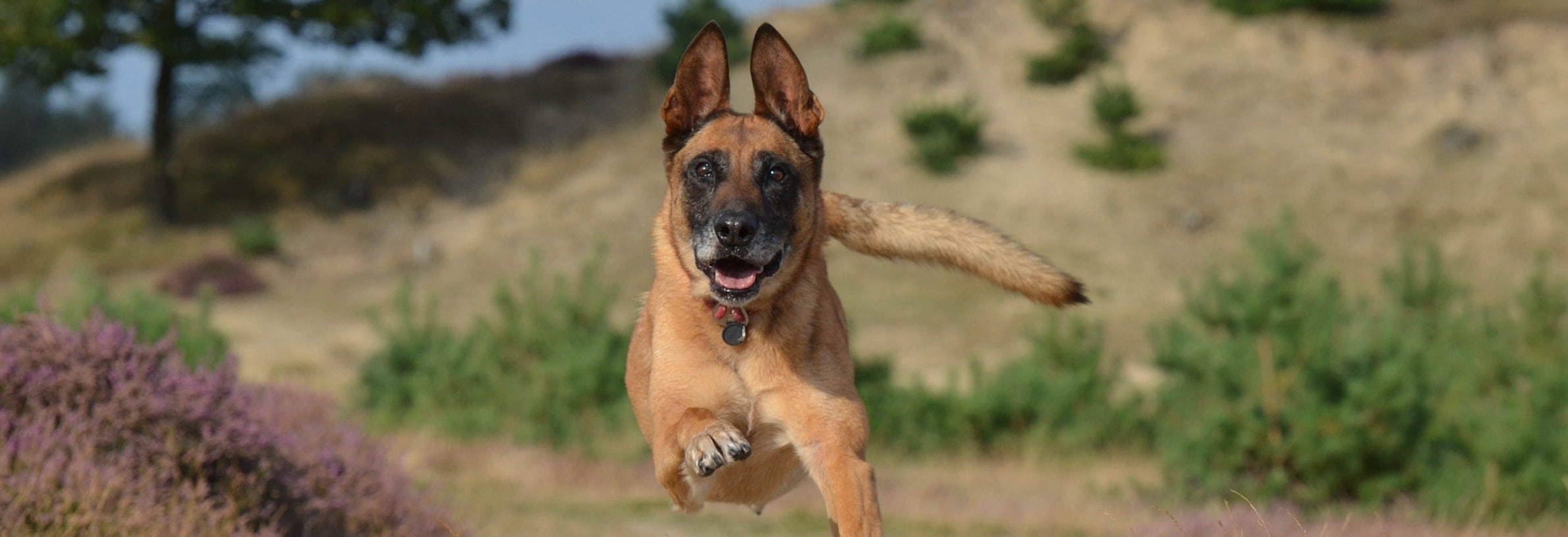 Hardlopen met hond: 7 nuttige tips!