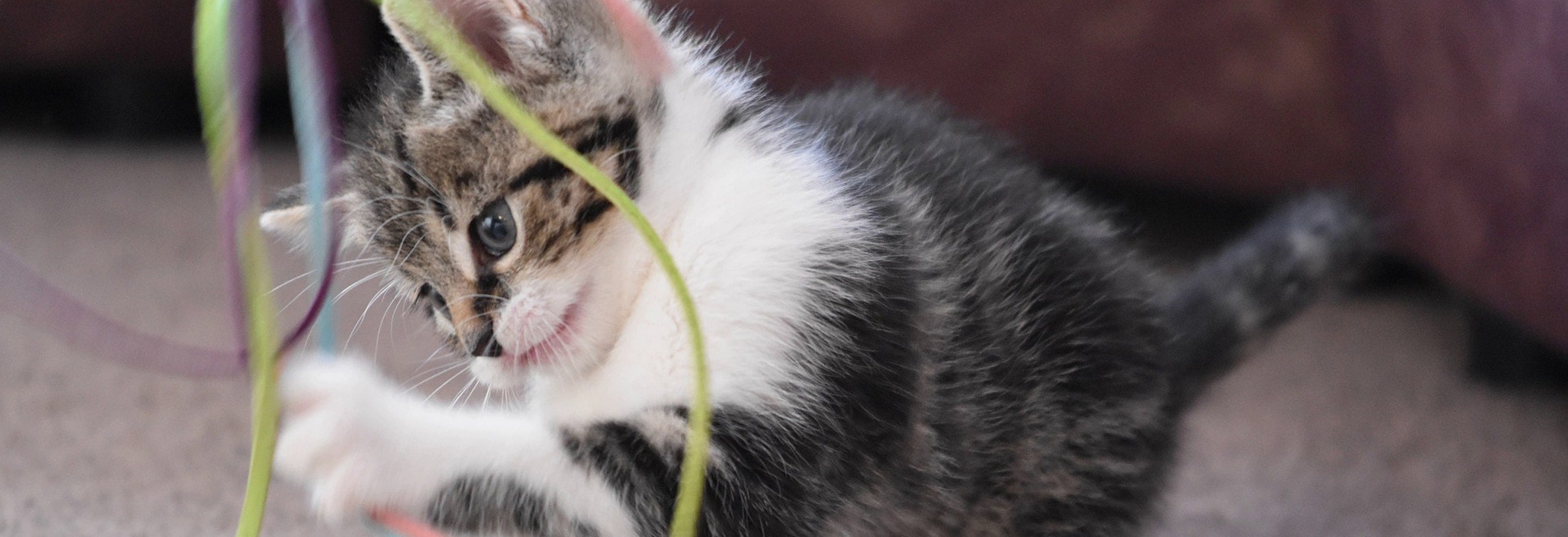 Met je kat spelen: wat moet ik weten?