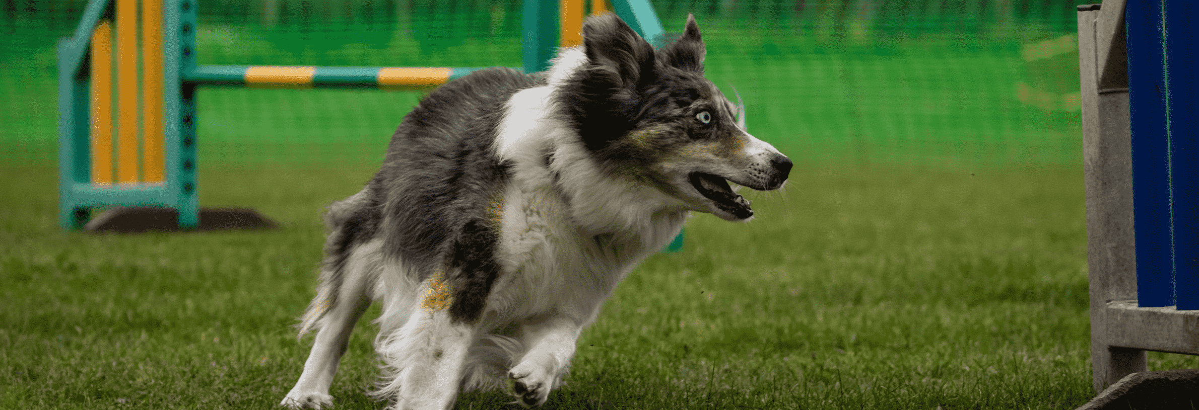 Agility training honden, wat is dat?