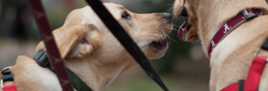Puppy uitlaten – samen op stap!