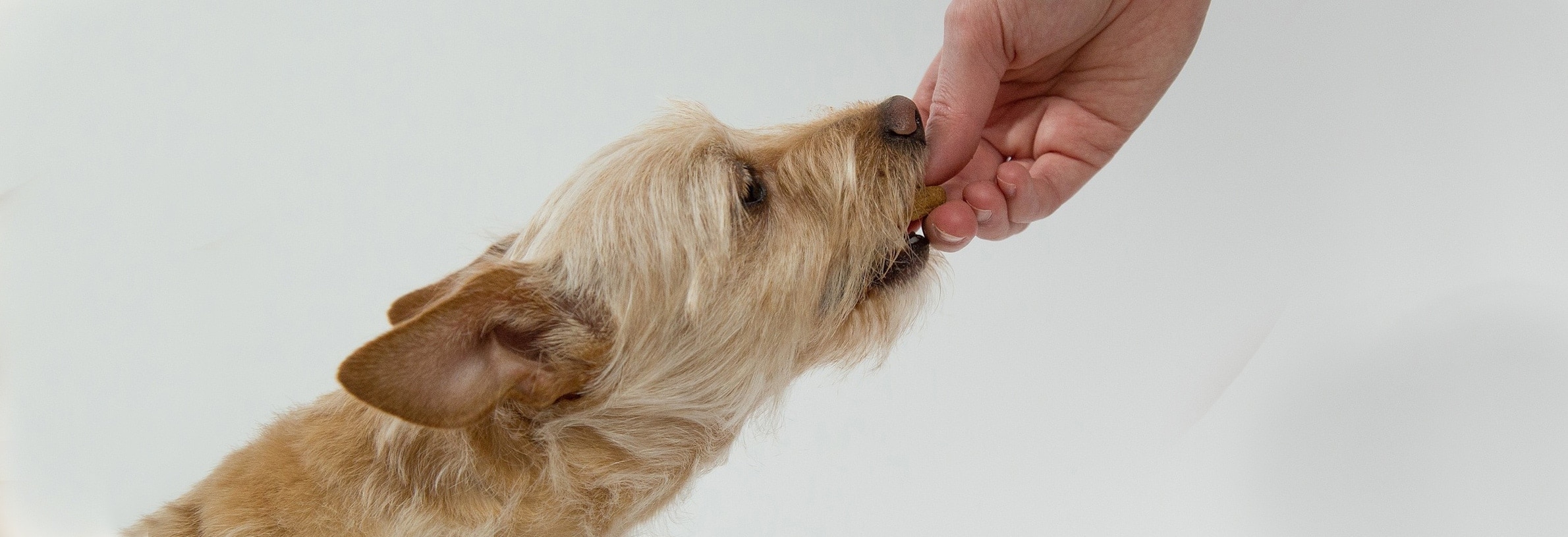 Wat mogen honden niet eten?