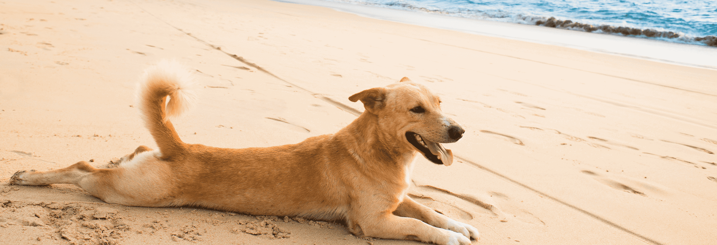 Hond mee op vakantie, wat moet ik weten?