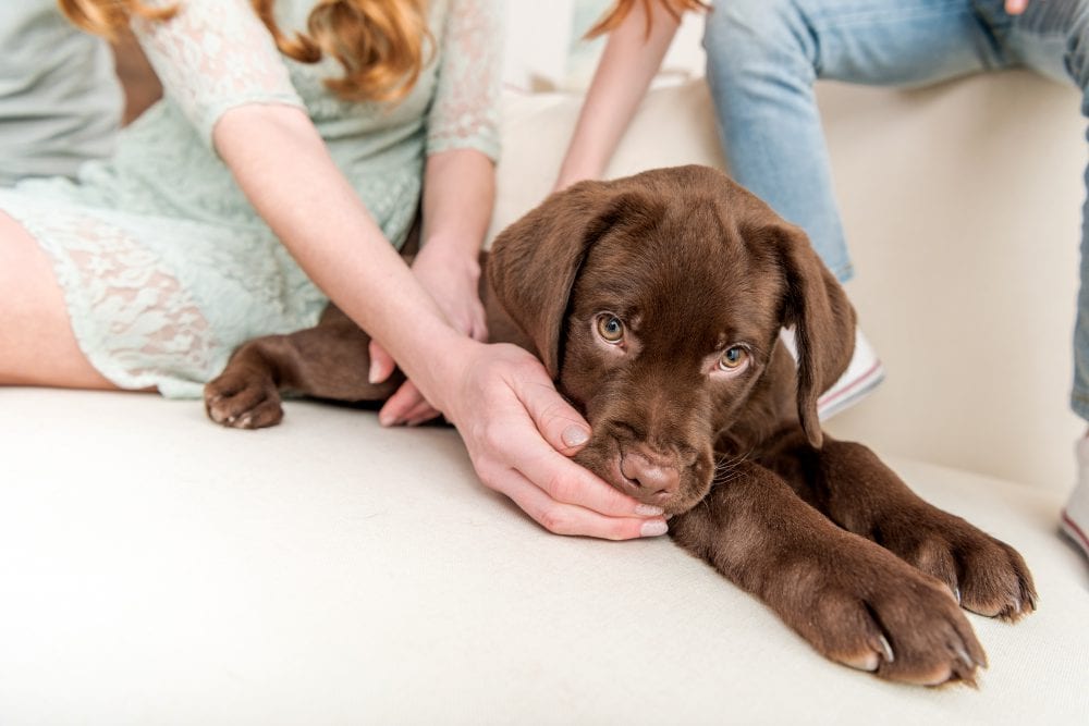 Hier moet je op letten als je een puppy aanschaft bij de fokker