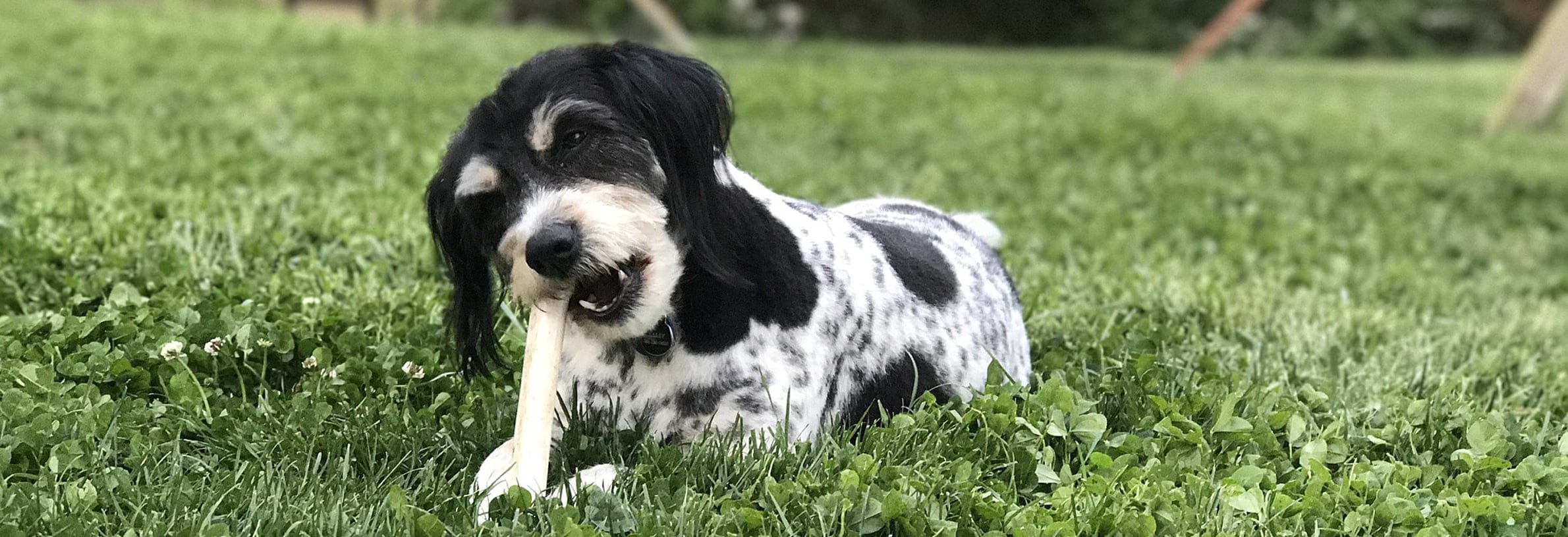 Voernijd hond, hoe leer ik dit af?
