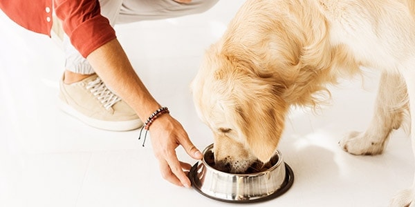 Voernijd bij de hond