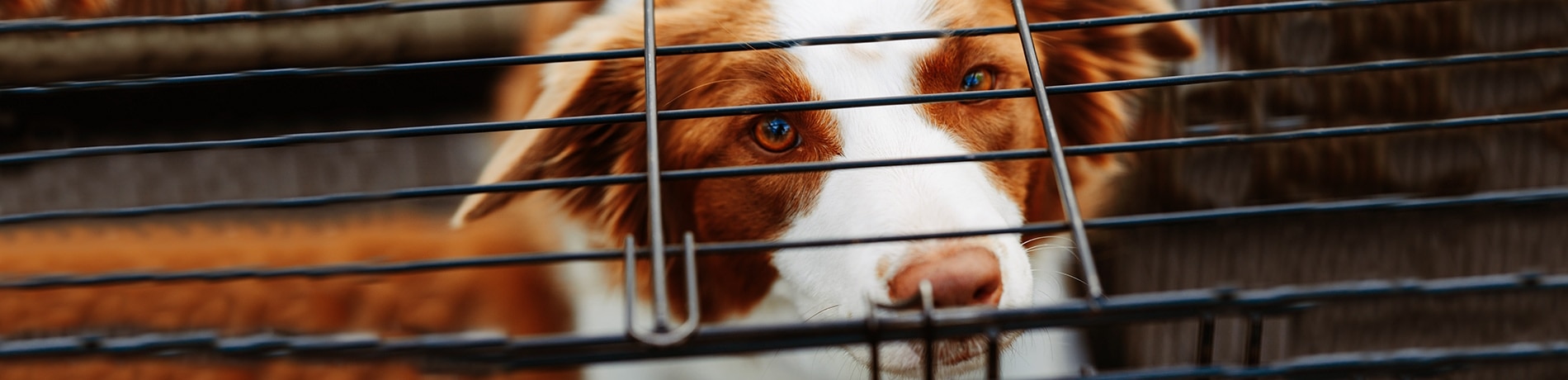 Benchtraining: Hulpmiddel voor je hond!