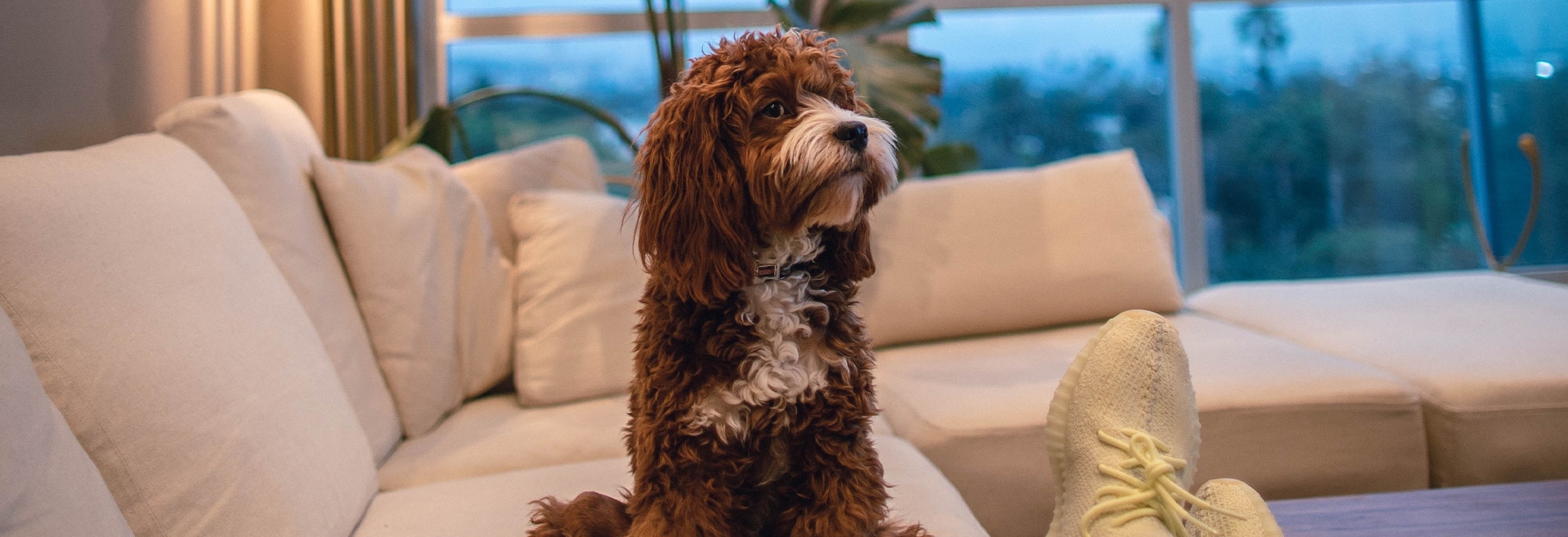 Huiselijke opvang hond: Nooit meer heimwee!