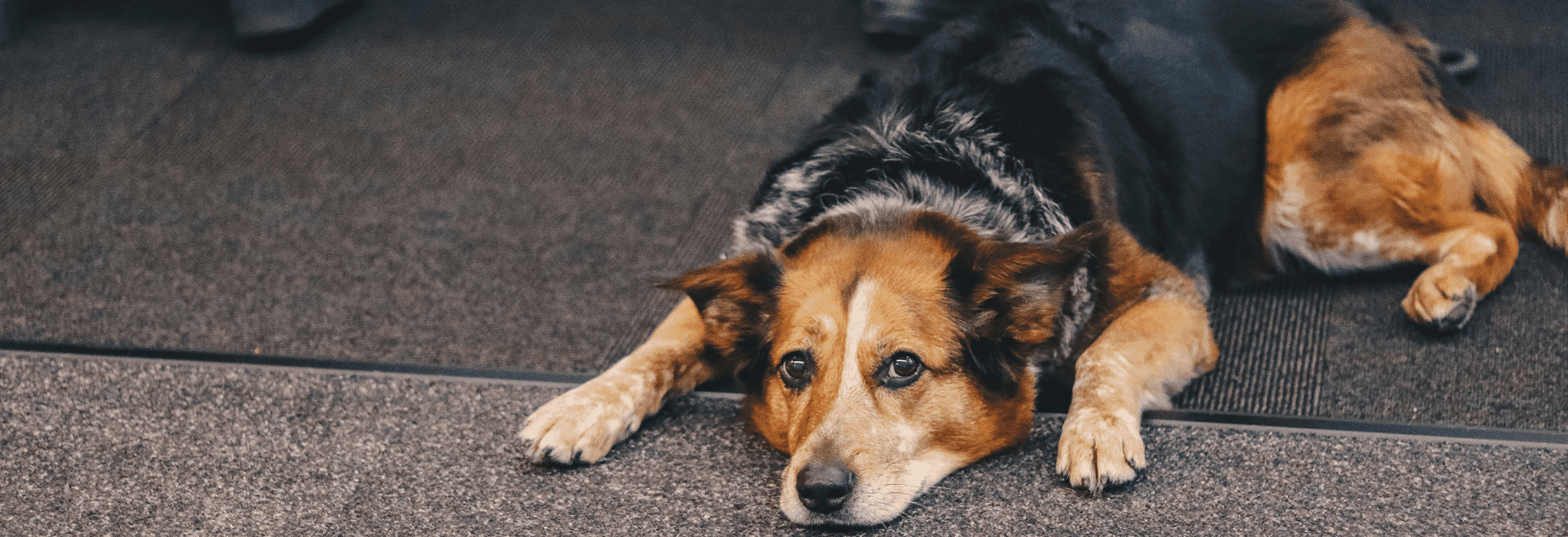 Hond vergiftigd = direct handelen!