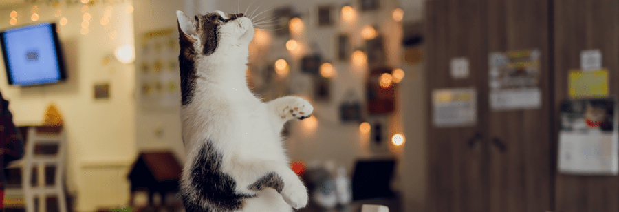 Kat trucjes leren: 10 trucs!