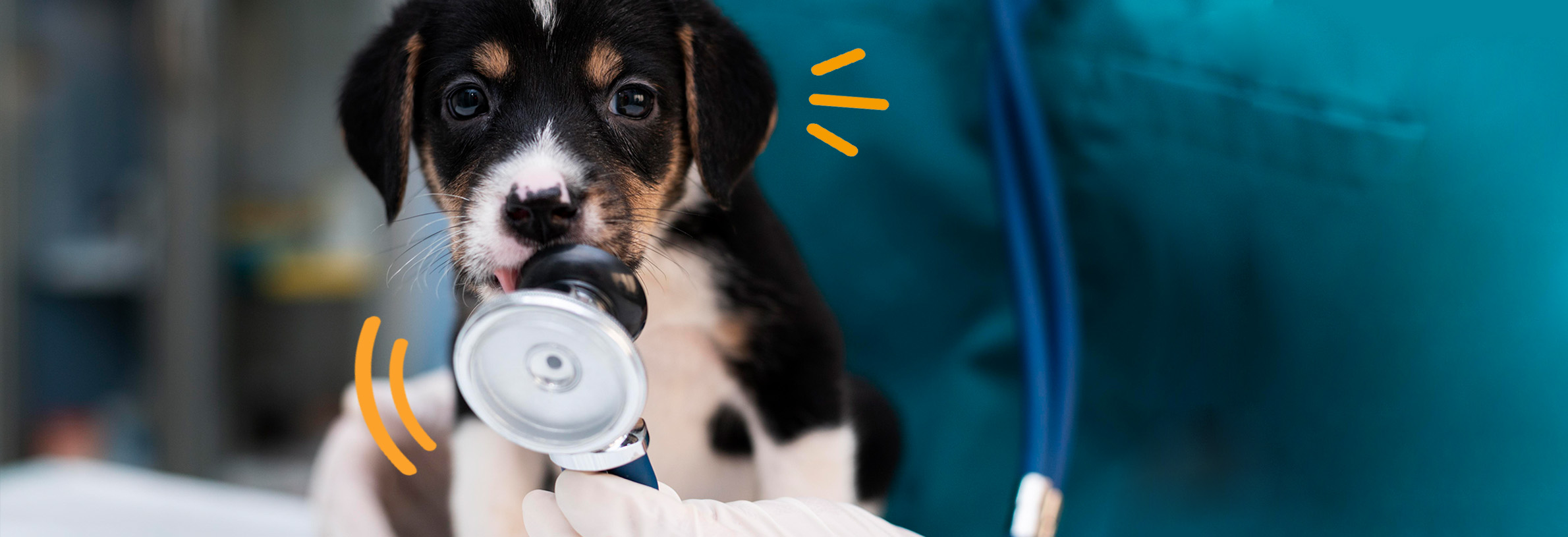 5 veelvoorkomende klachten bij honden